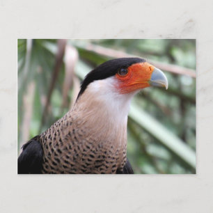 Crested Caracara-Briefkaart Briefkaart