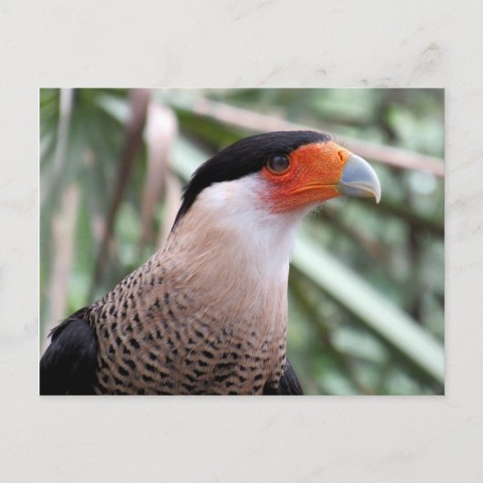 Crested Caracara-Briefkaart Briefkaart (Voorkant)