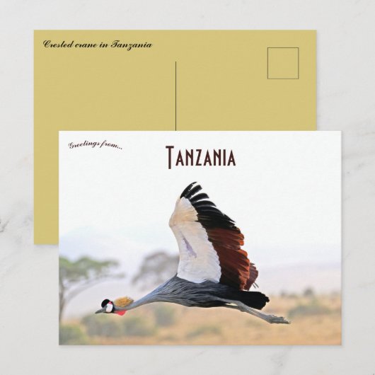 Crested Crane in Tanzania Briefkaart (Voorkant / Achterkant)