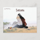 Crested Crane in Tanzania Briefkaart (Voorkant)