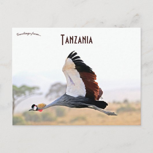 Crested Crane in Tanzania Briefkaart (Voorkant)