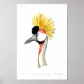 Crested Crane Poster (Voorkant)