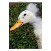 Crested Drake (Voorkant)