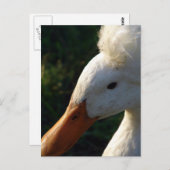 Crested Duck Briefkaart (Voorkant / Achterkant)