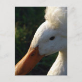 Crested Duck Briefkaart (Voorkant)