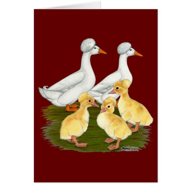 Crested Duck Family (Voorkant)
