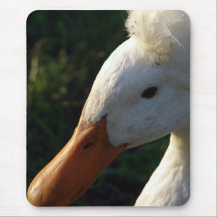 Crested Duck Muismat