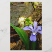 Crested Dwarf Iris blue paarse witte bloem (Voorkant)