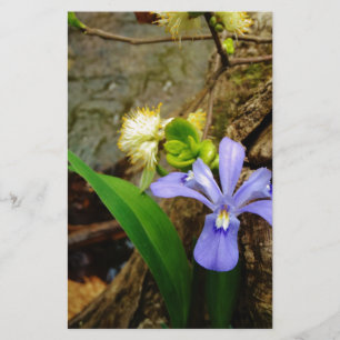 Crested Dwarf Iris blue paarse witte bloem