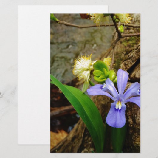 Crested Dwarf Iris blue paarse witte bloem (Voorkant / Achterkant)