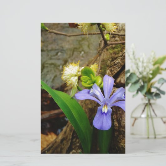 Crested Dwarf Iris blue paarse witte bloem (Staand voorkant)