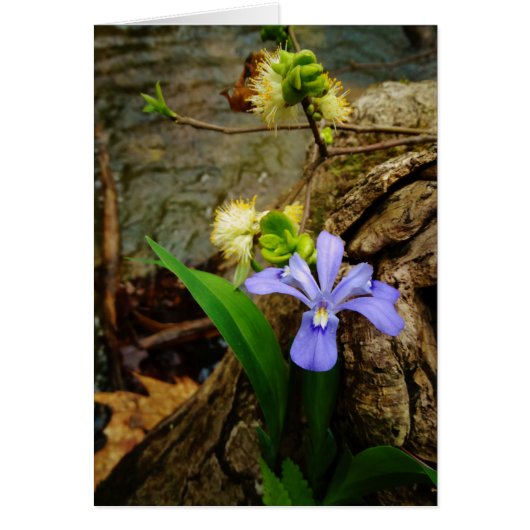 Crested Dwarf Iris blue paarse witte bloem (Voorkant)