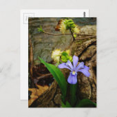 Crested Dwarf Iris blue paarse witte bloem Briefkaart (Voorkant / Achterkant)