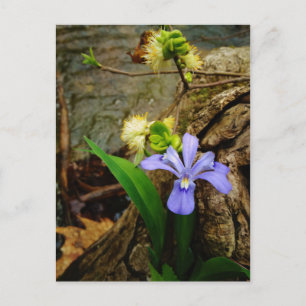 Crested Dwarf Iris blue paarse witte bloem Briefkaart