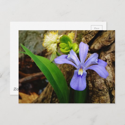 Crested Dwarf Iris blue paarse witte bloem Briefkaart (Voorkant / Achterkant)