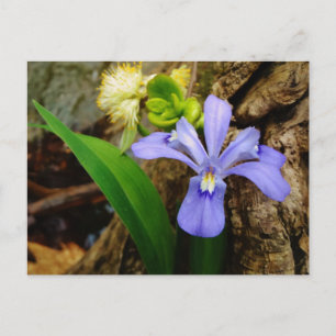 Crested Dwarf Iris blue paarse witte bloem Briefkaart