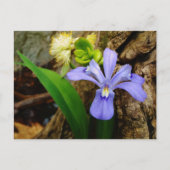Crested Dwarf Iris blue paarse witte bloem Briefkaart (Voorkant)