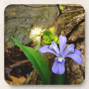 Crested Dwarf Iris blue paarse witte bloem Drankjes Onderzetter