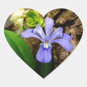 Crested Dwarf Iris blue paarse witte bloem Hart Sticker