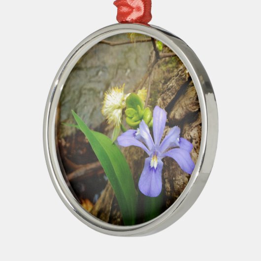 Crested Dwarf Iris blue paarse witte bloem Metalen Ornament (Links)