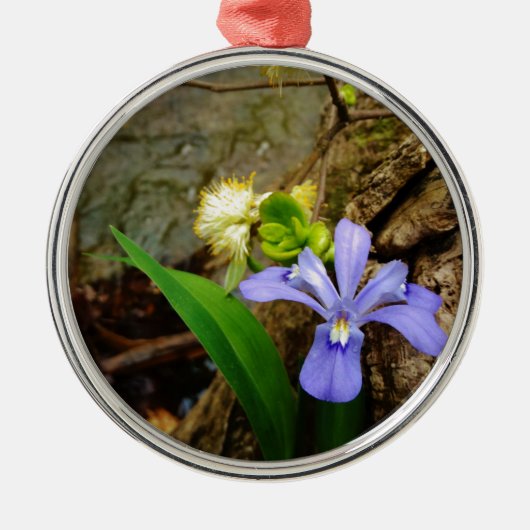 Crested Dwarf Iris blue paarse witte bloem Metalen Ornament (Voorkant)