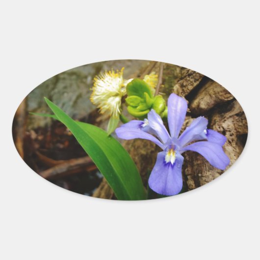 Crested Dwarf Iris blue paarse witte bloem Ovale Sticker (Voorkant)
