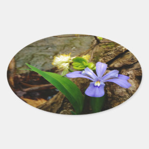 Crested Dwarf Iris blue paarse witte bloem Ovale Sticker