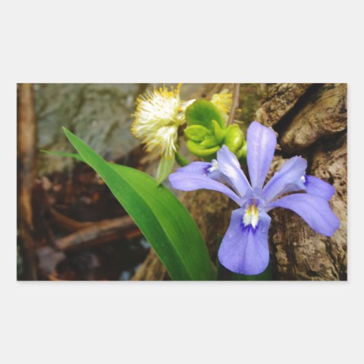 Crested Dwarf Iris blue paarse witte bloem Rechthoekige Sticker (Voorkant)