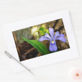 Crested Dwarf Iris blue paarse witte bloem Rechthoekige Sticker (Envelop)