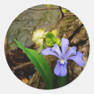 Crested Dwarf Iris blue paarse witte bloem Ronde Sticker