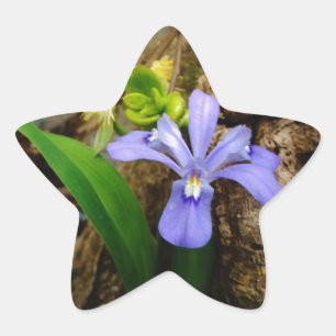 Crested Dwarf Iris blue paarse witte bloem Ster Sticker