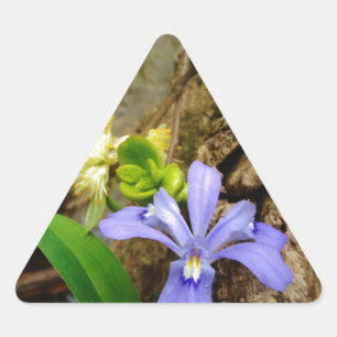 Crested Dwarf Iris blue paarse witte bloem Sticker
