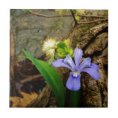Crested Dwarf Iris blue paarse witte bloem Tegeltje (Voorkant)