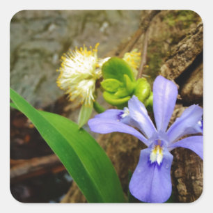 Crested Dwarf Iris blue paarse witte bloem Vierkante Sticker