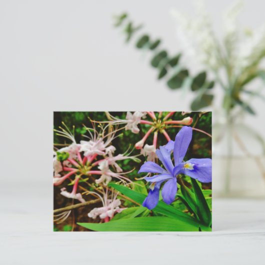 Crested Dwarf Iris Briefkaart (Staand voorkant)