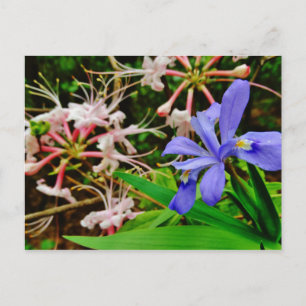 Crested Dwarf Iris Briefkaart