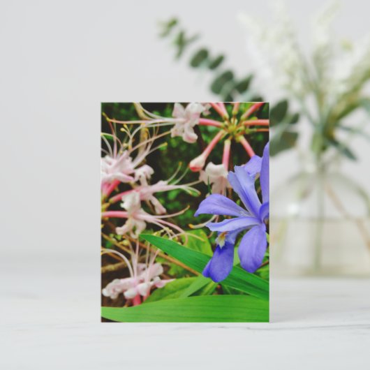 Crested Dwarf Iris Briefkaart (Staand voorkant)