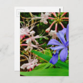 Crested Dwarf Iris Briefkaart (Voorkant / Achterkant)