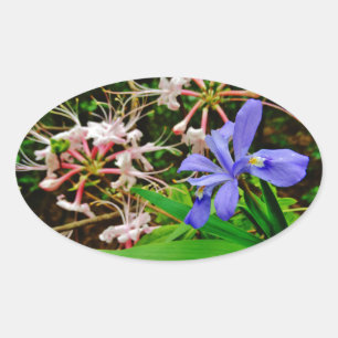 Crested Dwarf Iris Ovale Sticker