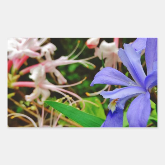Crested Dwarf Iris Rechthoekige Sticker (Voorkant)