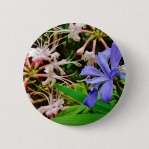 Crested Dwarf Iris Ronde Button 5,7 Cm