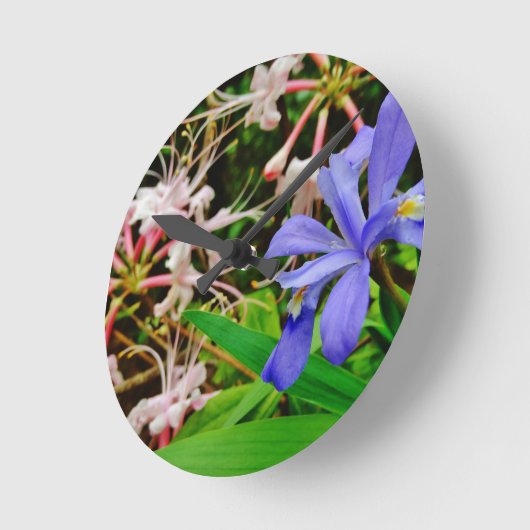 Crested Dwarf Iris Ronde Klok (Hoek)