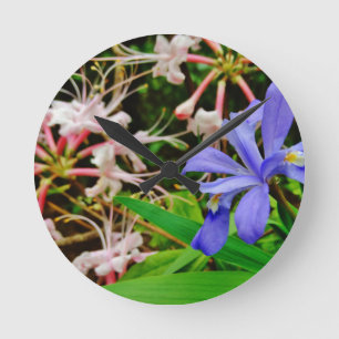 Crested Dwarf Iris Ronde Klok