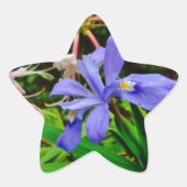 Crested Dwarf Iris Ster Sticker (Voorkant)