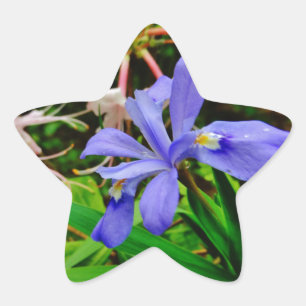 Crested Dwarf Iris Ster Sticker