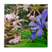 Crested Dwarf Iris Tegeltje (Voorkant)