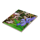 Crested Dwarf Iris Tegeltje (Zijkant)