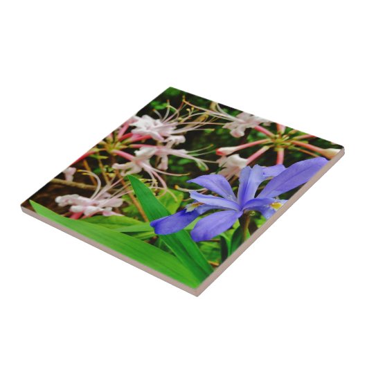 Crested Dwarf Iris Tegeltje (Zijkant)