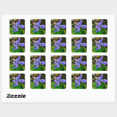 Crested Dwarf Iris Vierkante Sticker