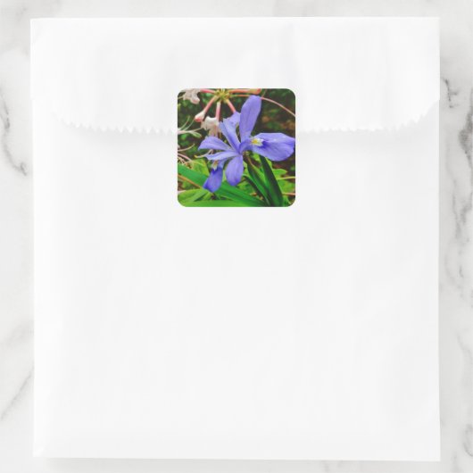 Crested Dwarf Iris Vierkante Sticker (Tas)